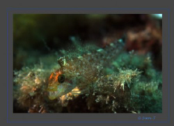 A yawning threefin or triplefin blennie by Sven Tramaux 